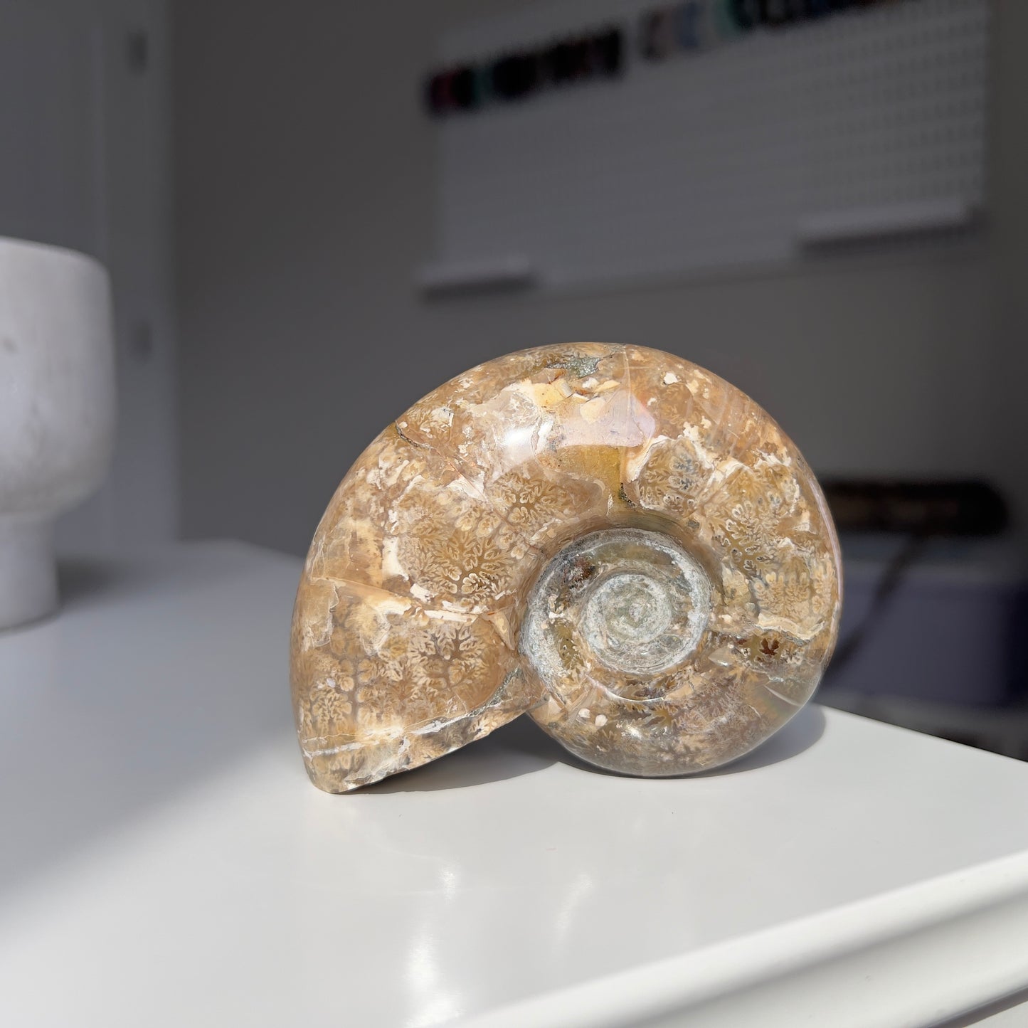 Cleoniceras Ammonite Fossils from Madagascar