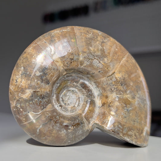 Cleoniceras Ammonite Fossils from Madagascar