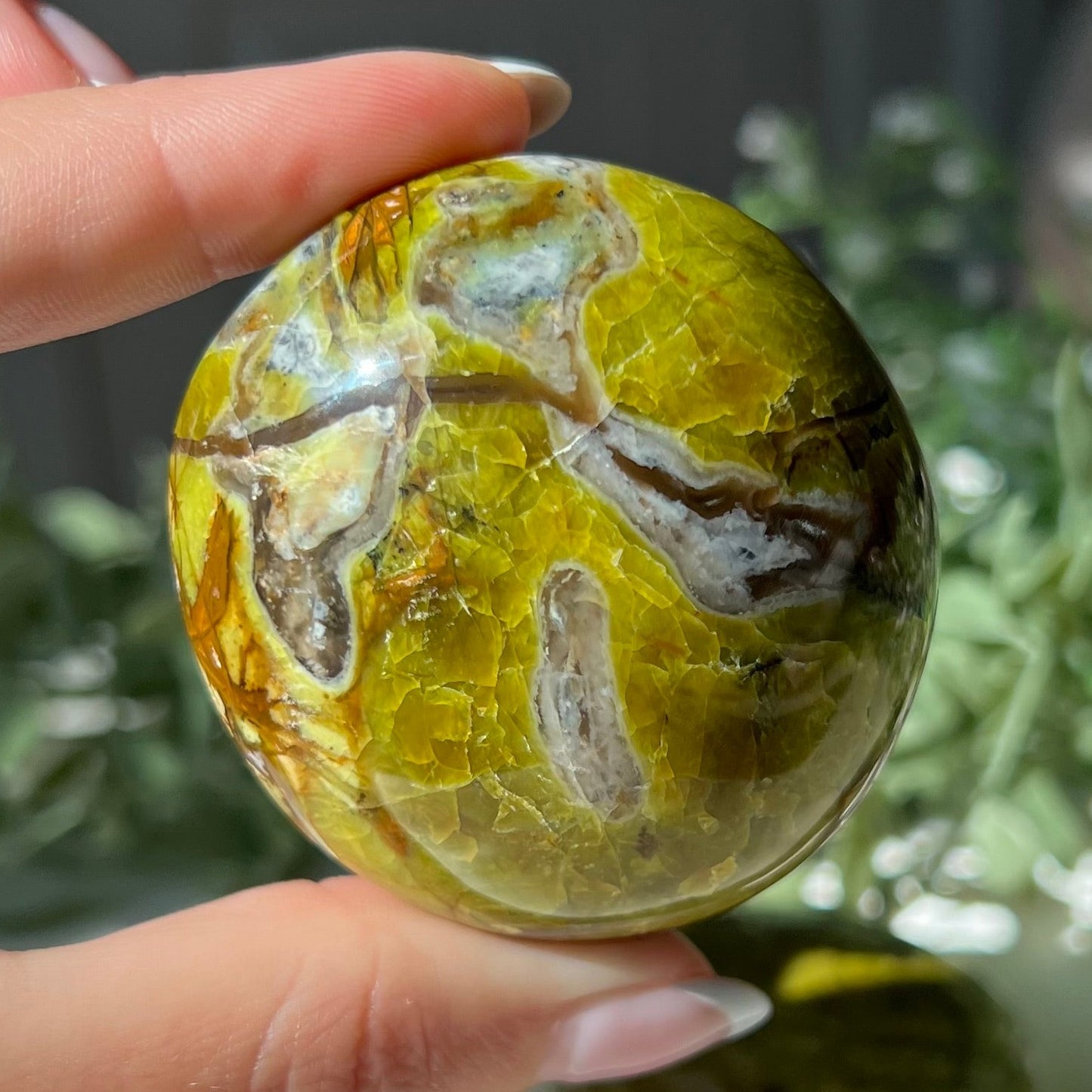 Exotic Green Opal Palm Stone from Madagascar