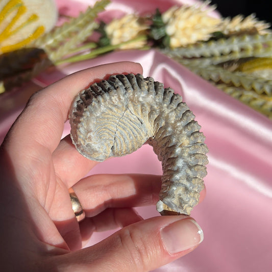 Zig Zag Oyster Fossil from Madagascar