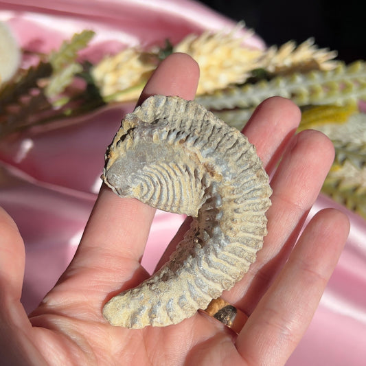 Zig Zag Oyster Fossil from Madagascar