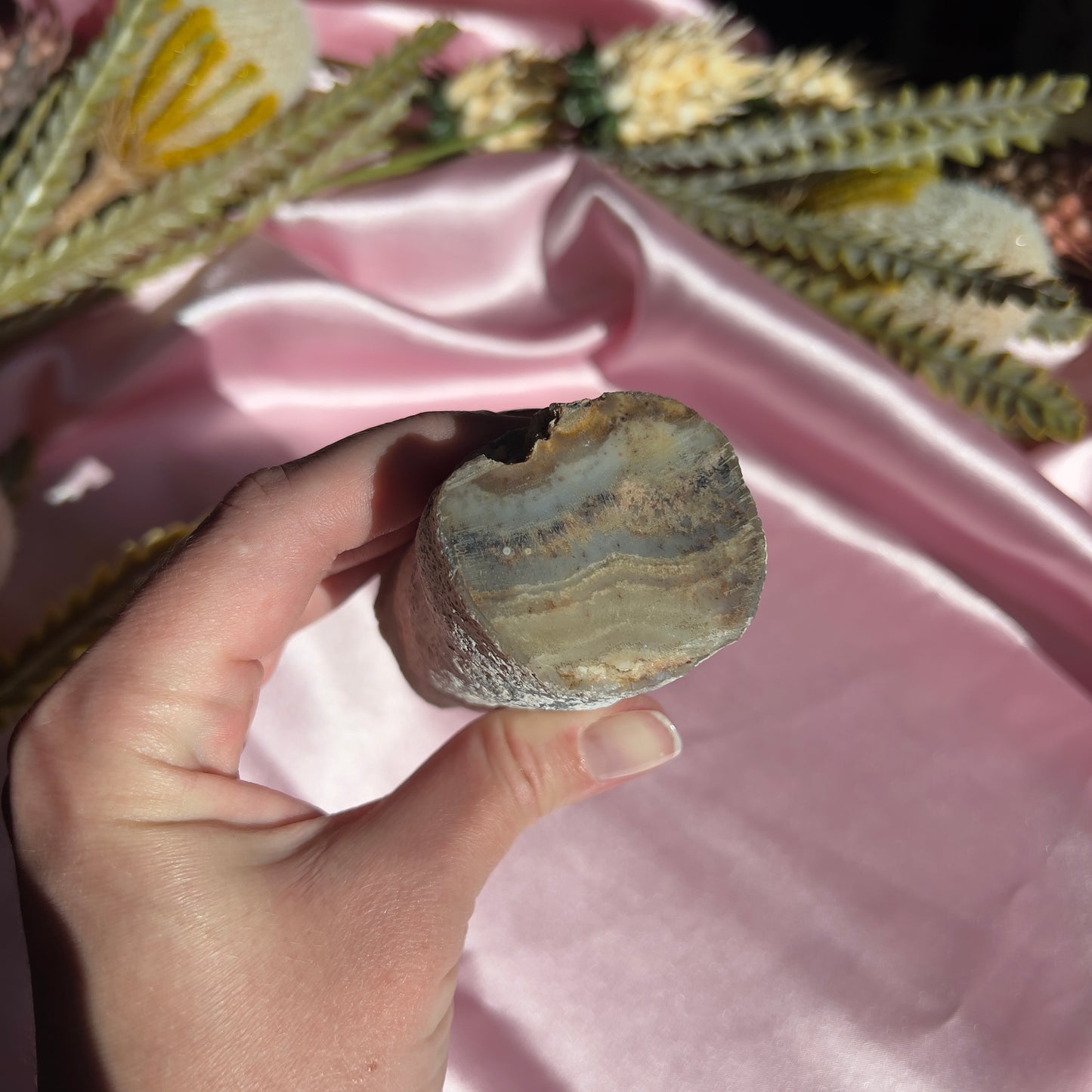 Polished Limb Cast from Crooked River, Paulina, Oregon, USA