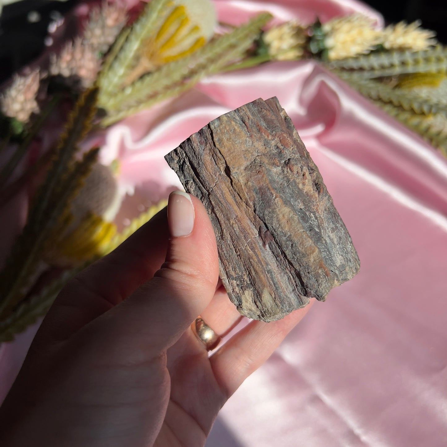 Polished Petrified Wood from Washington, USA