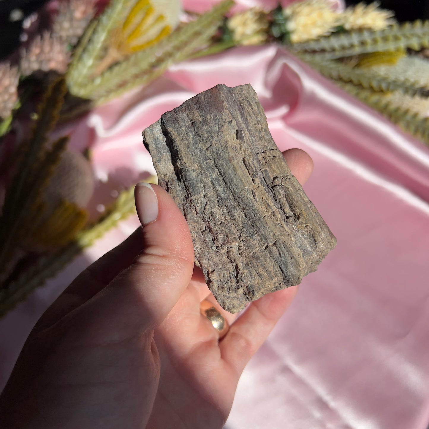 Polished Petrified Wood from Washington, USA