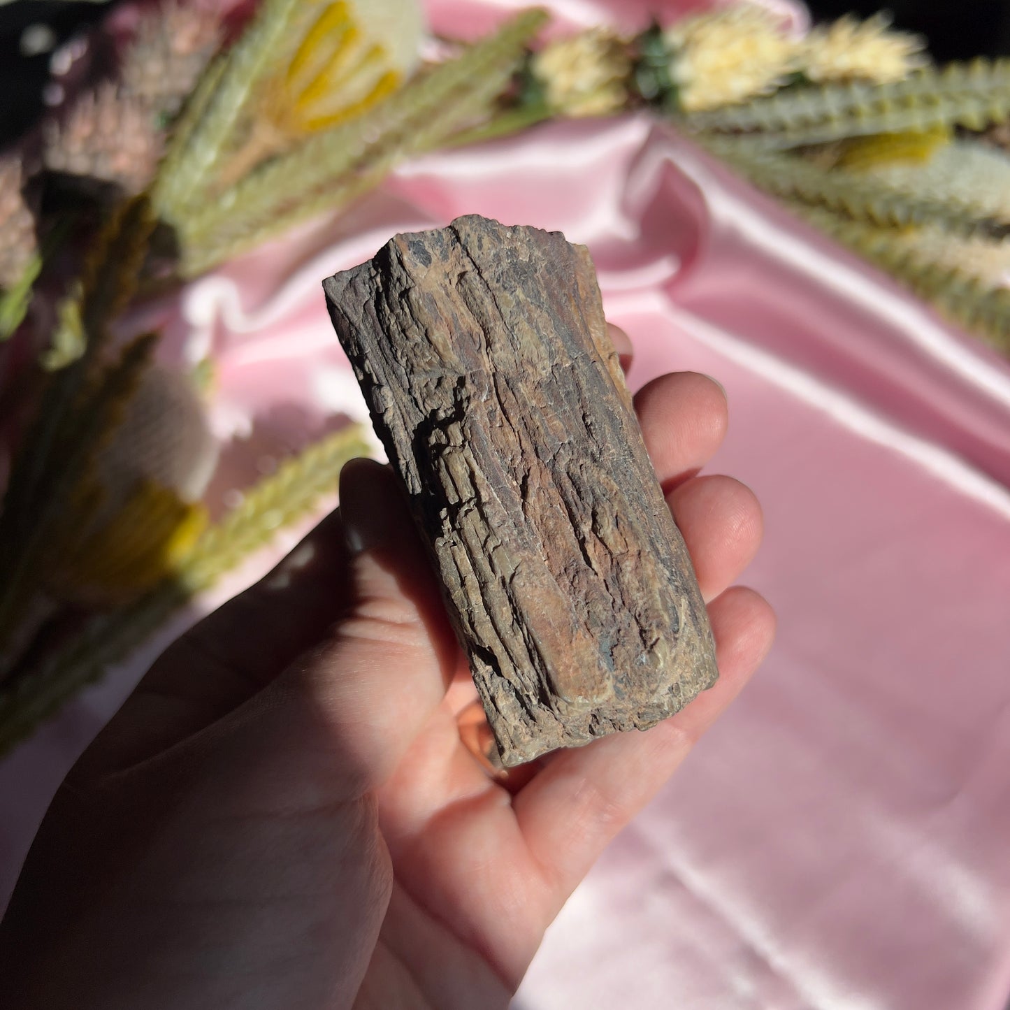 Polished Petrified Wood from Washington, USA