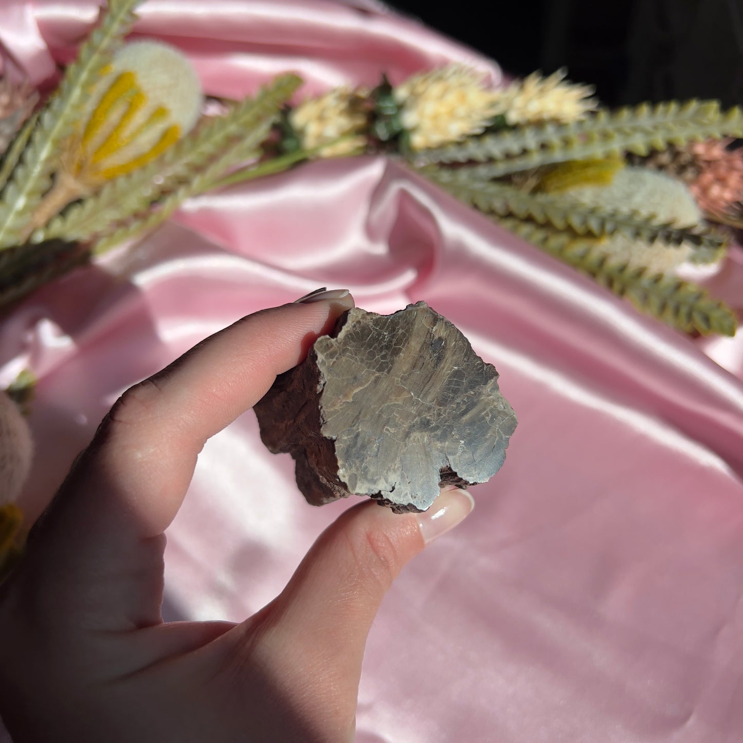 Polished Petrified Wood from Washington, USA