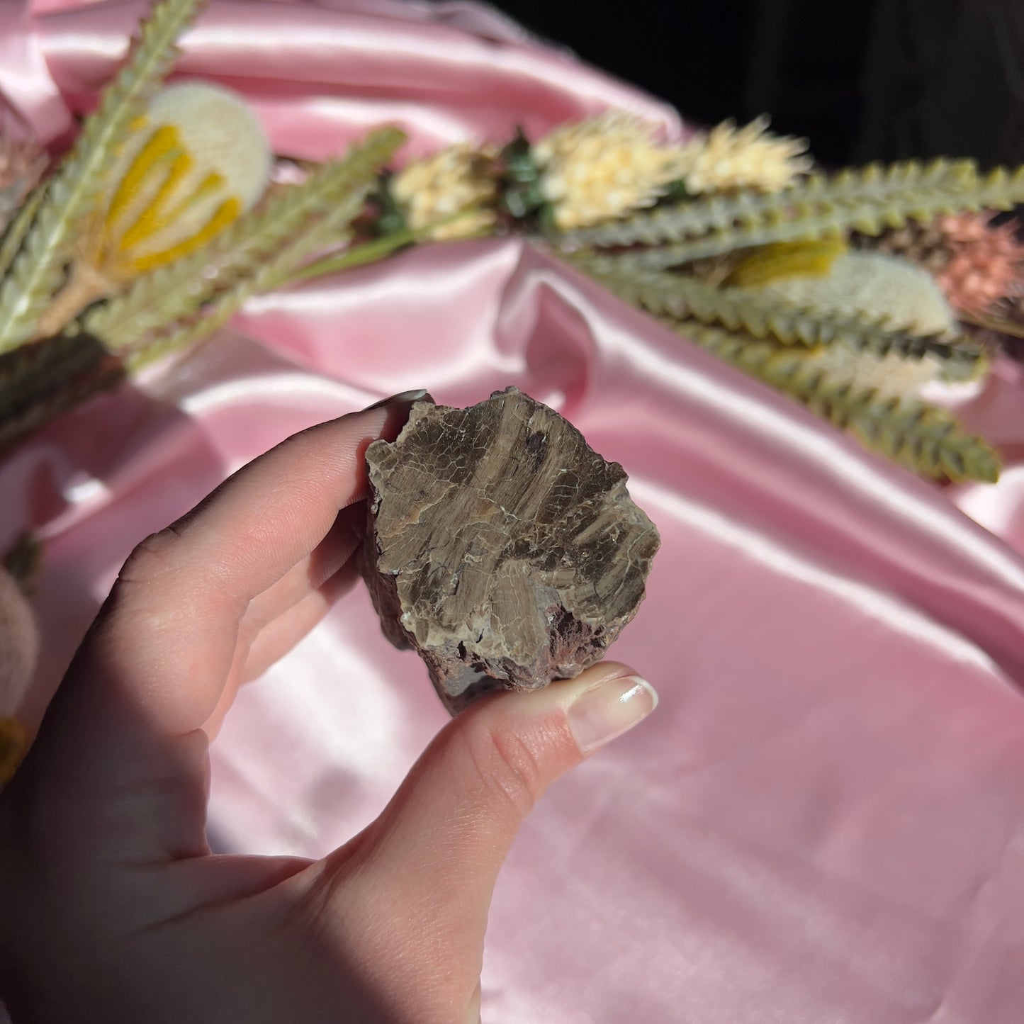 Polished Petrified Wood from Washington, USA