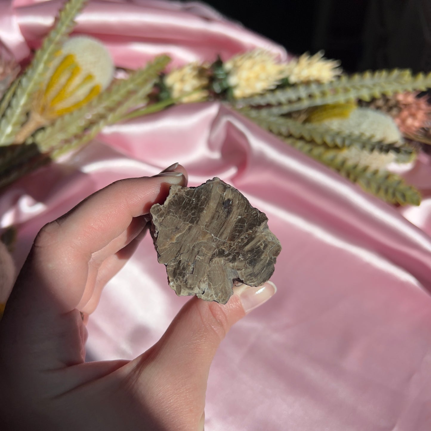 Polished Petrified Wood from Washington, USA