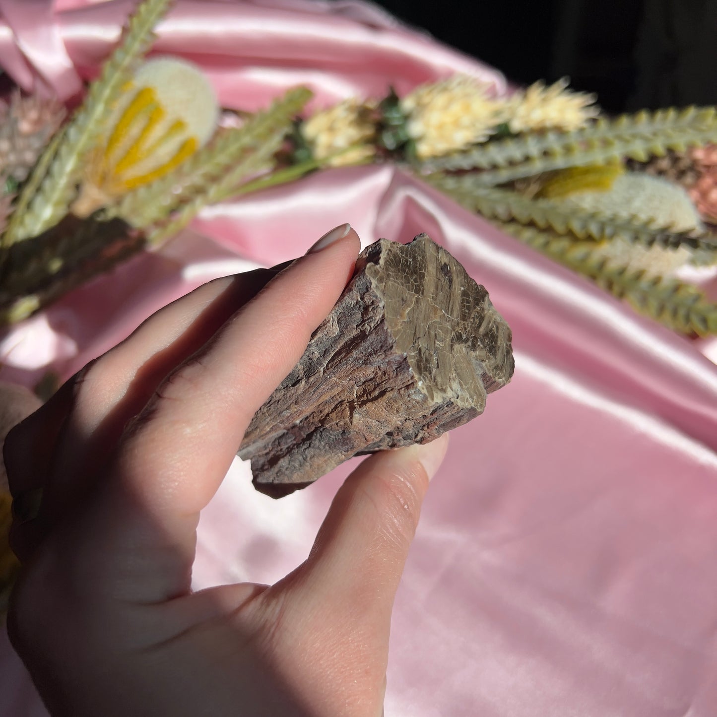 Polished Petrified Wood from Washington, USA