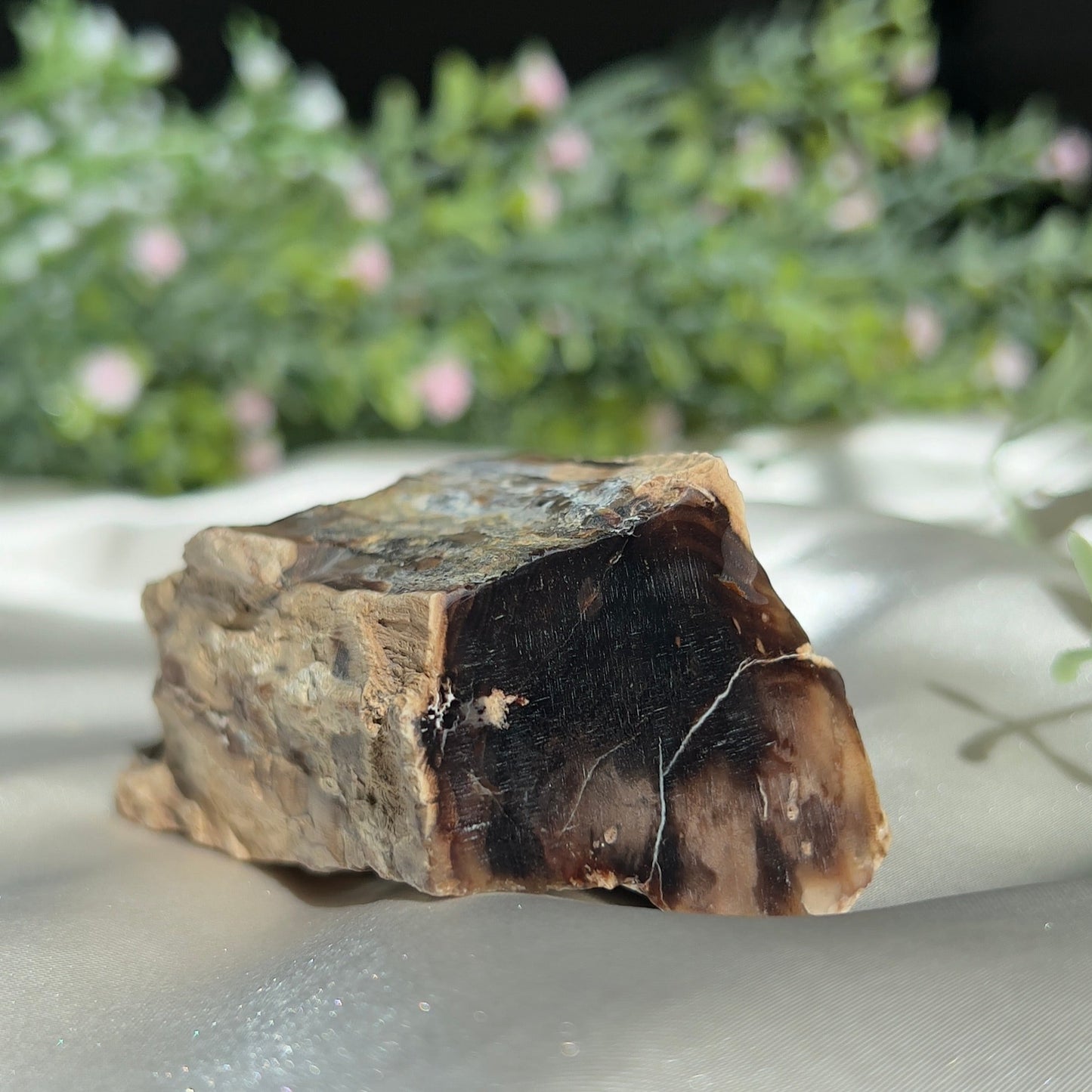 Polished by us: Petrified Wood from Washington, USA