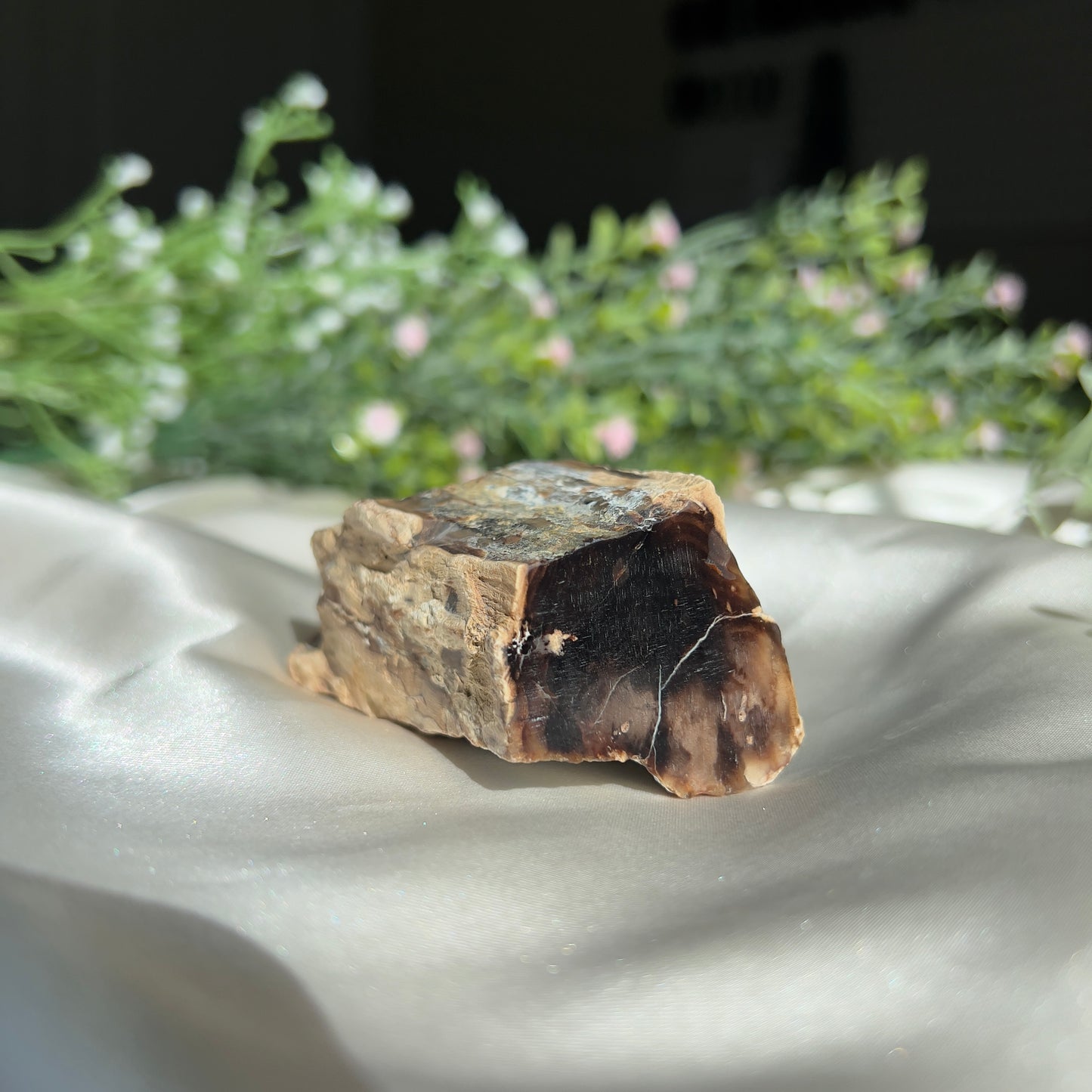 Polished by us: Petrified Wood from Washington, USA