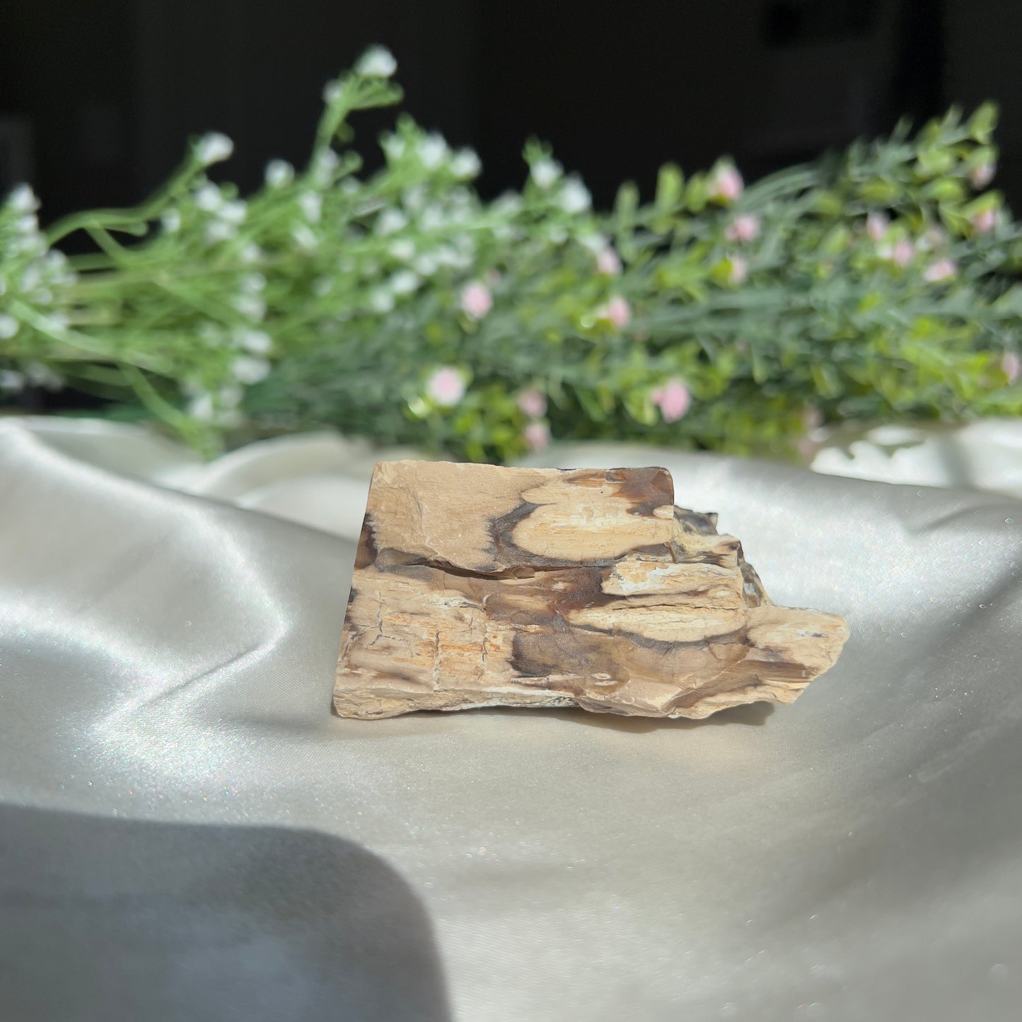 Polished by us: Petrified Wood from Washington, USA