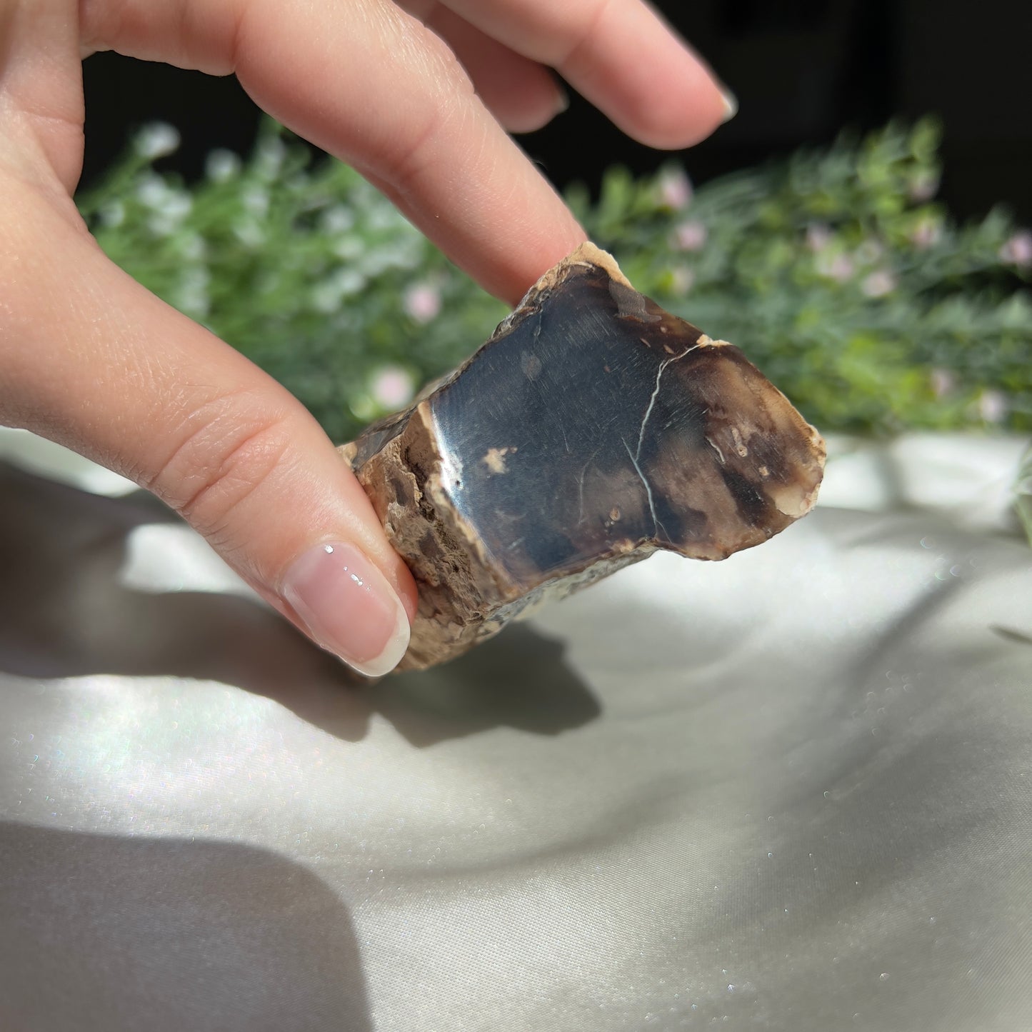 Polished by us: Petrified Wood from Washington, USA